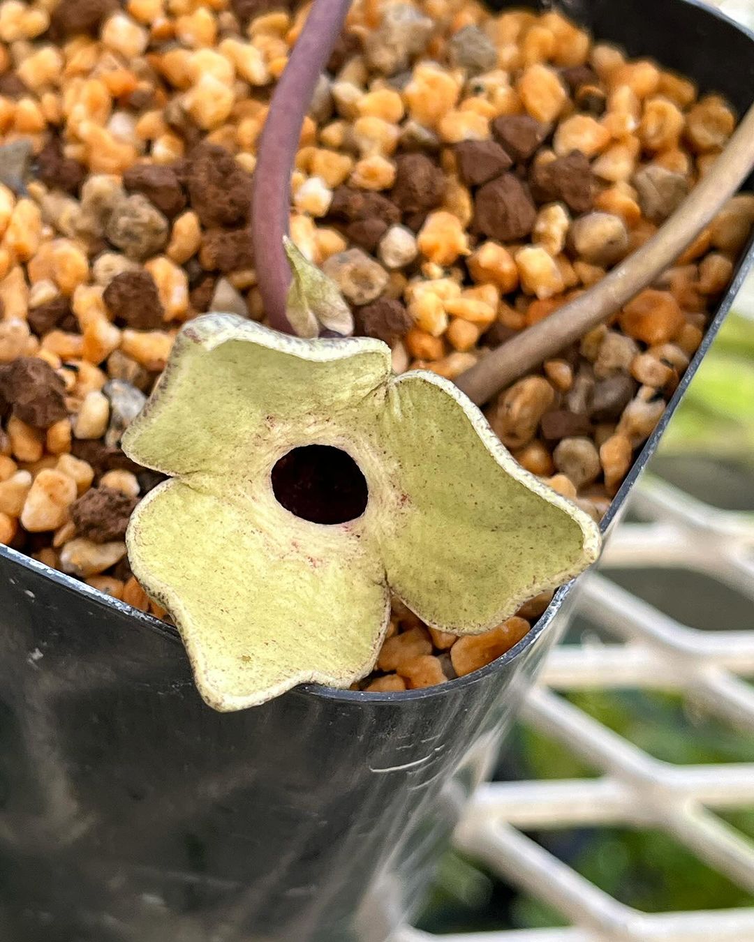 コシノカンアオイ　泥軸緑花