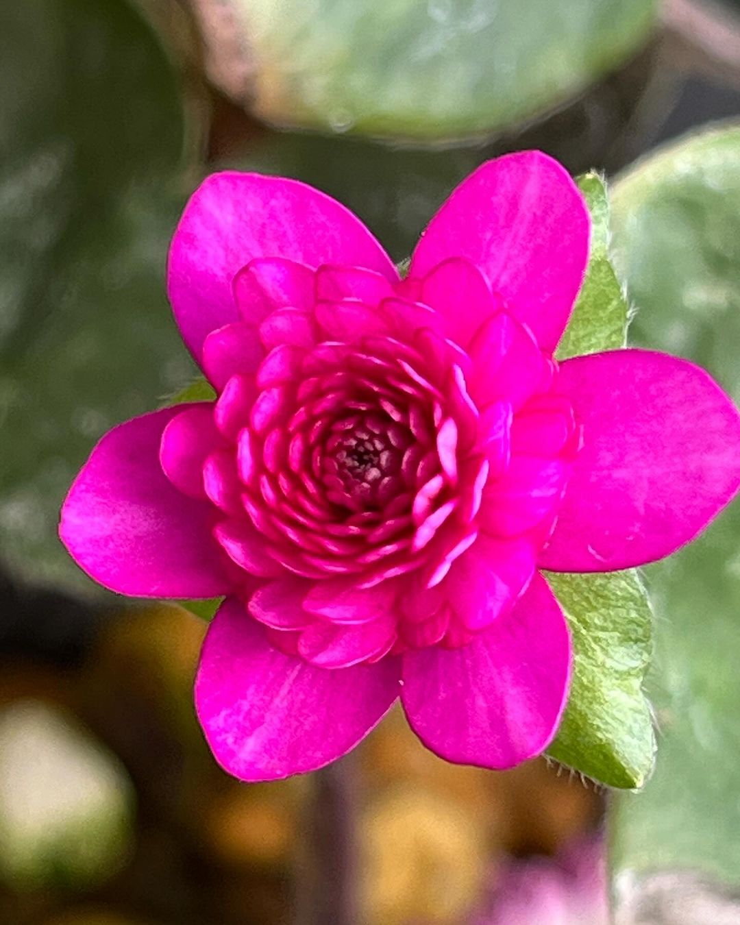 雪割草　紅おけさ