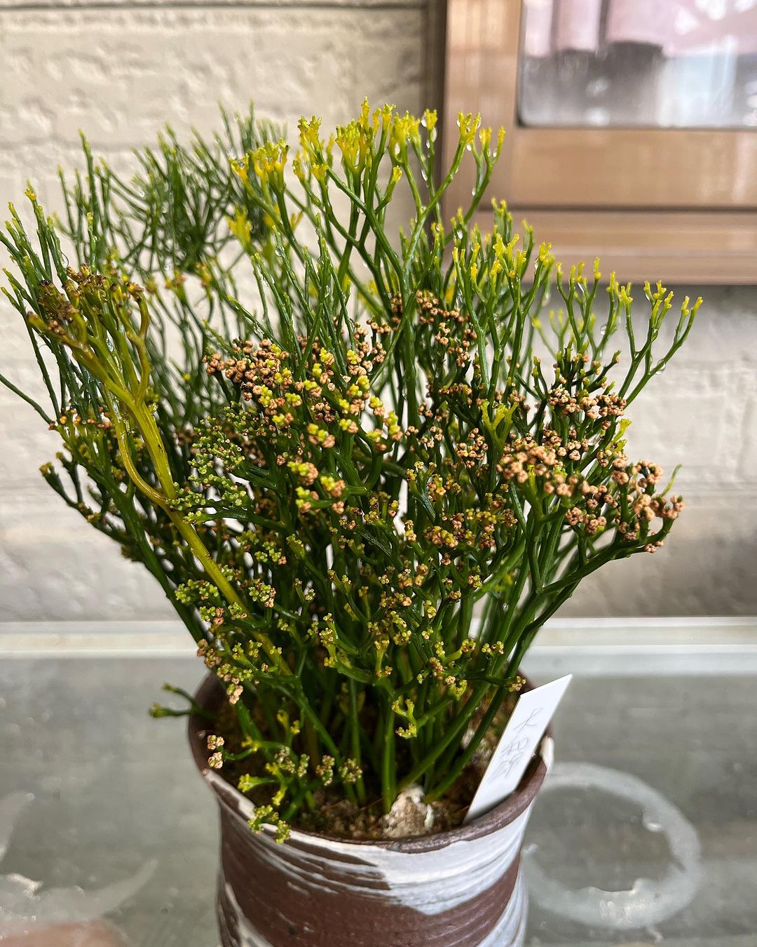 マツバラン　大和錦