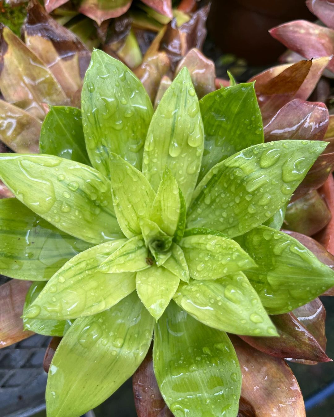 ショウジョウバカマ斑入