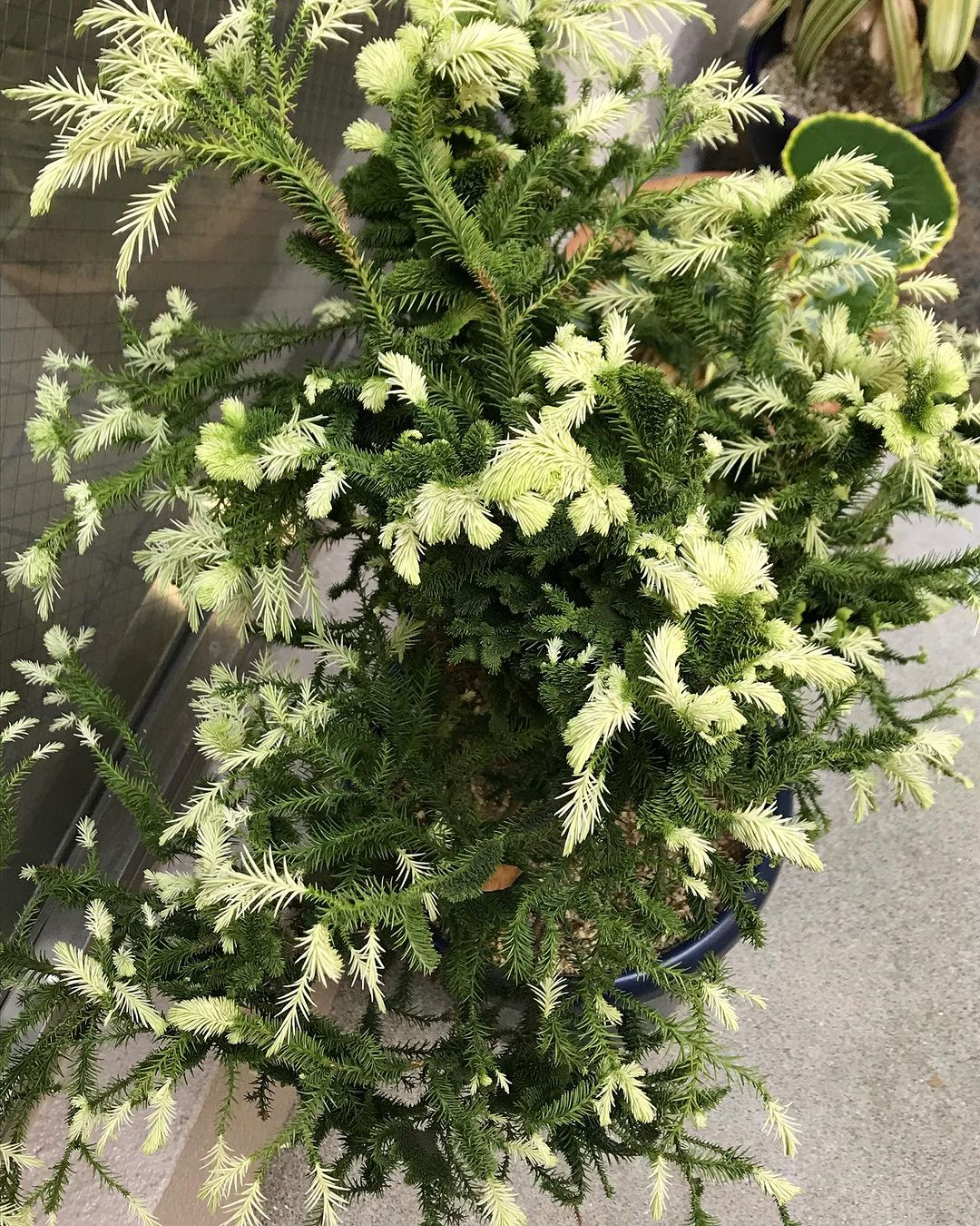 スギ　白芽石化