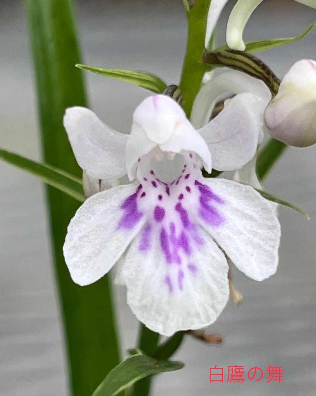 ウチョウラン 白鷹の舞
