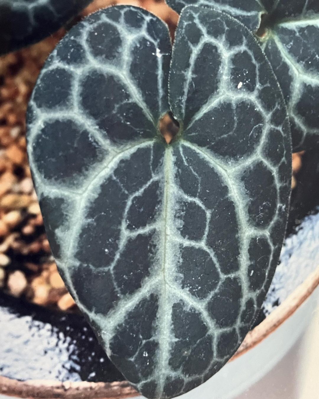 細辛『興亜の光』