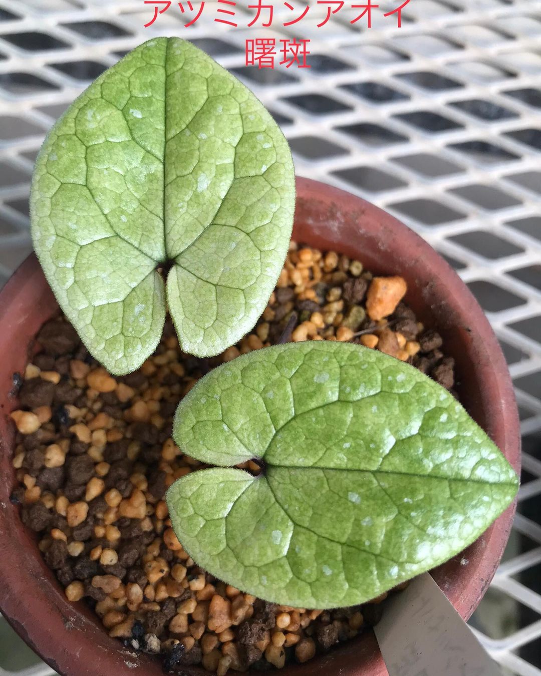 アツミカンアオイ 曙斑