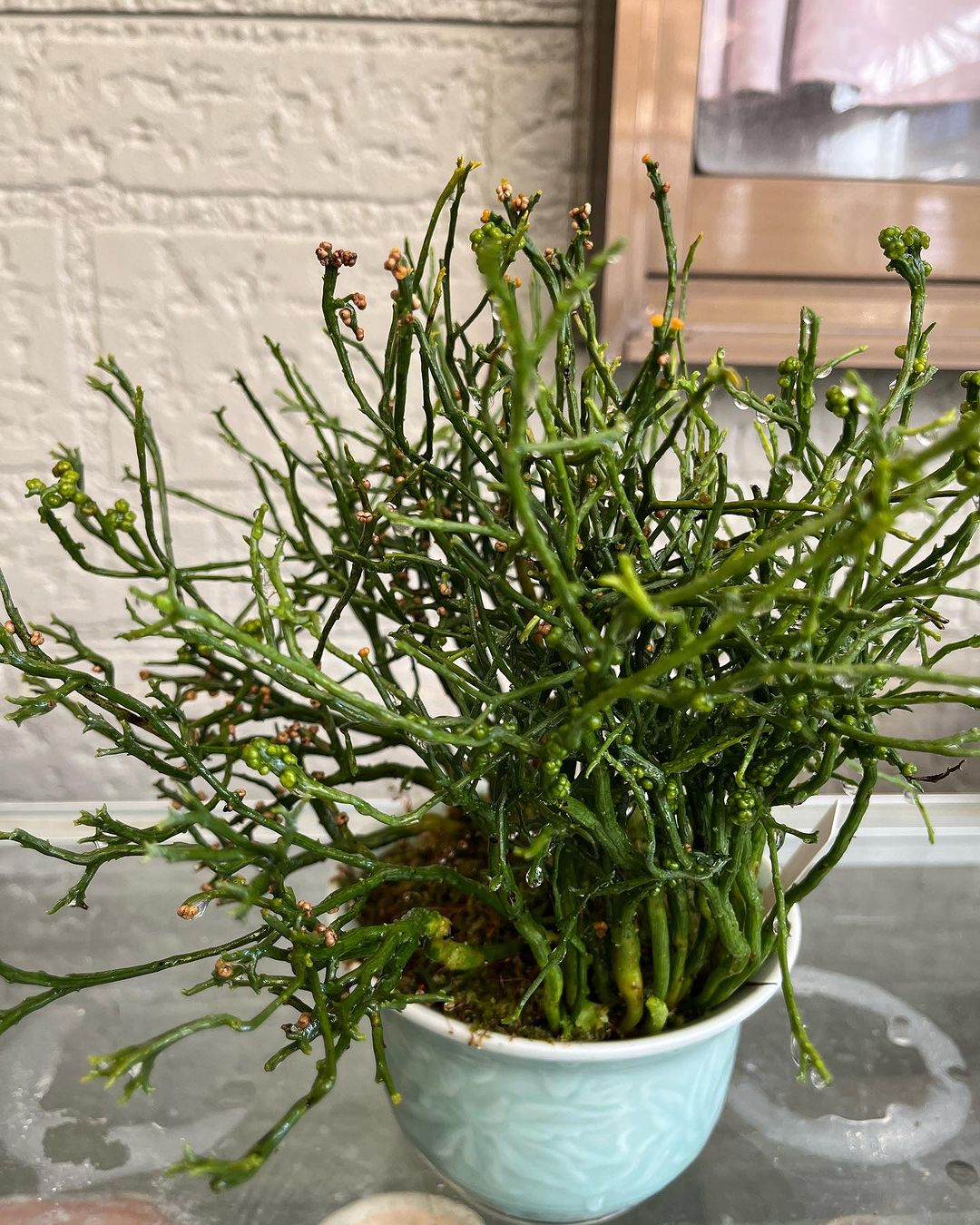 マツバラン　麒麟角