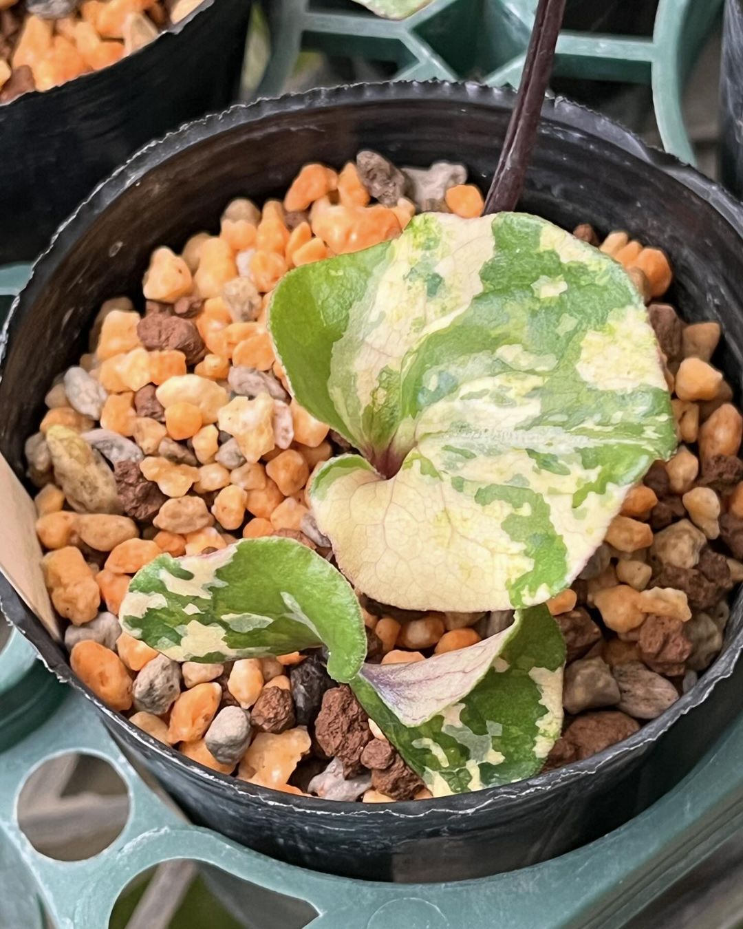 カントウカンアオイの『丹月』