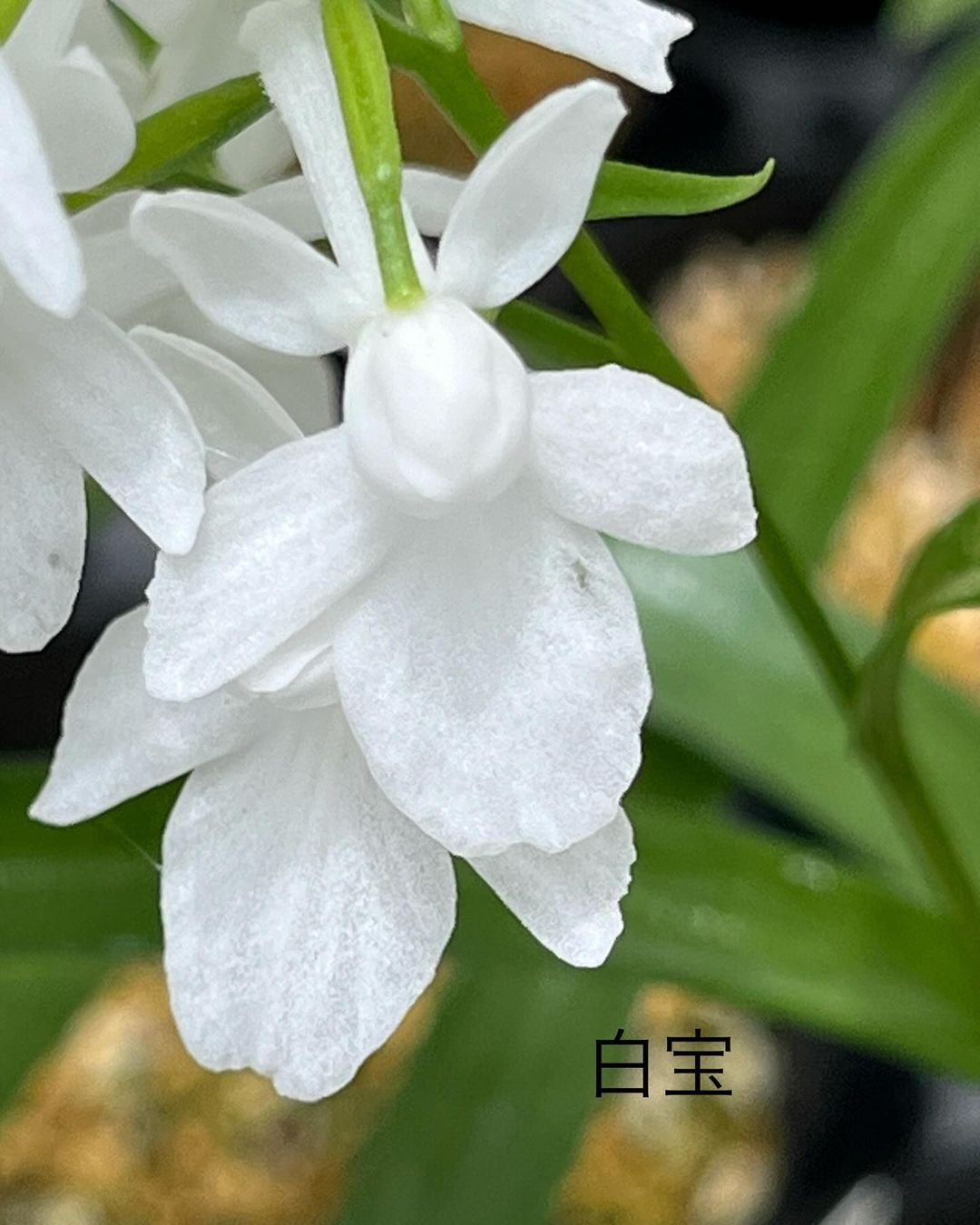 ウチョウラン『白宝』