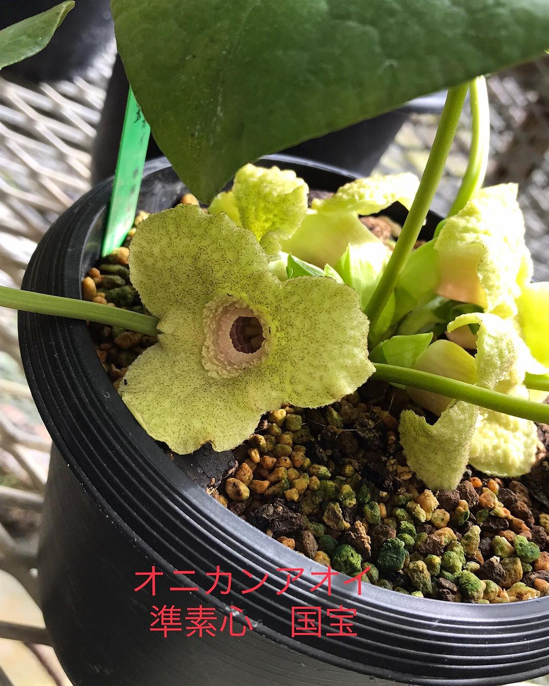 オニカンアオイ　国宝
