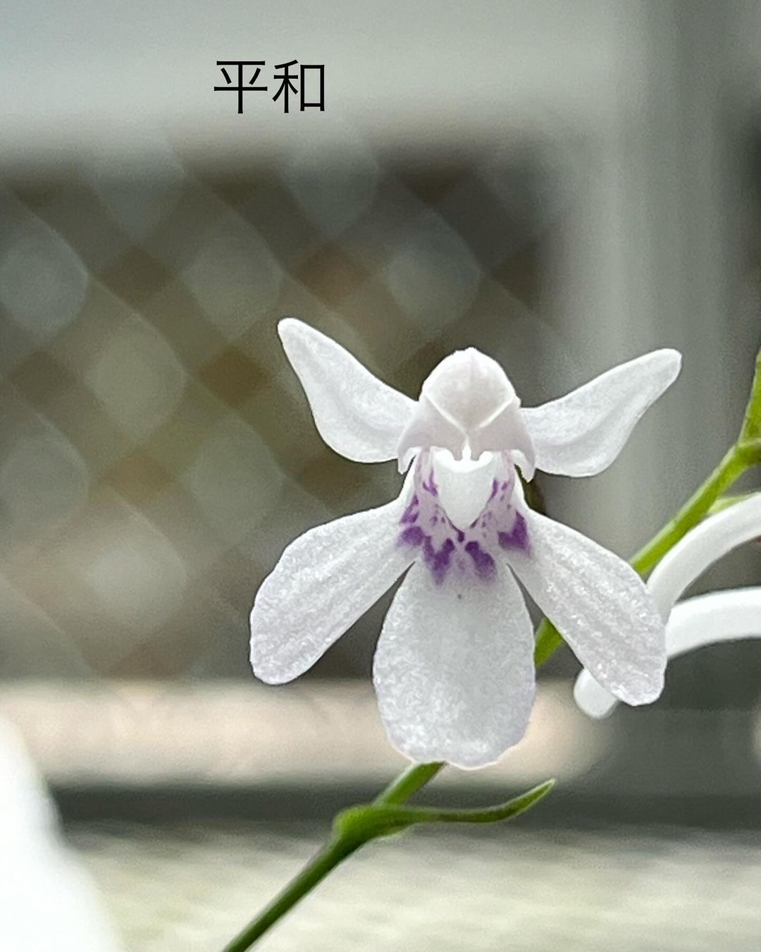 ウチョウラン『平和』栃木県産