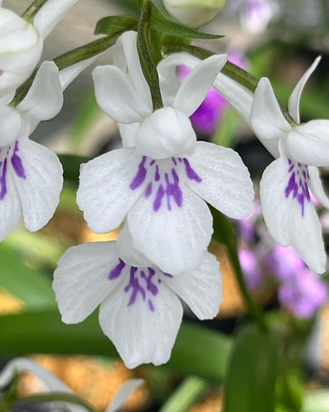 ウチョウラン『大白鳥』