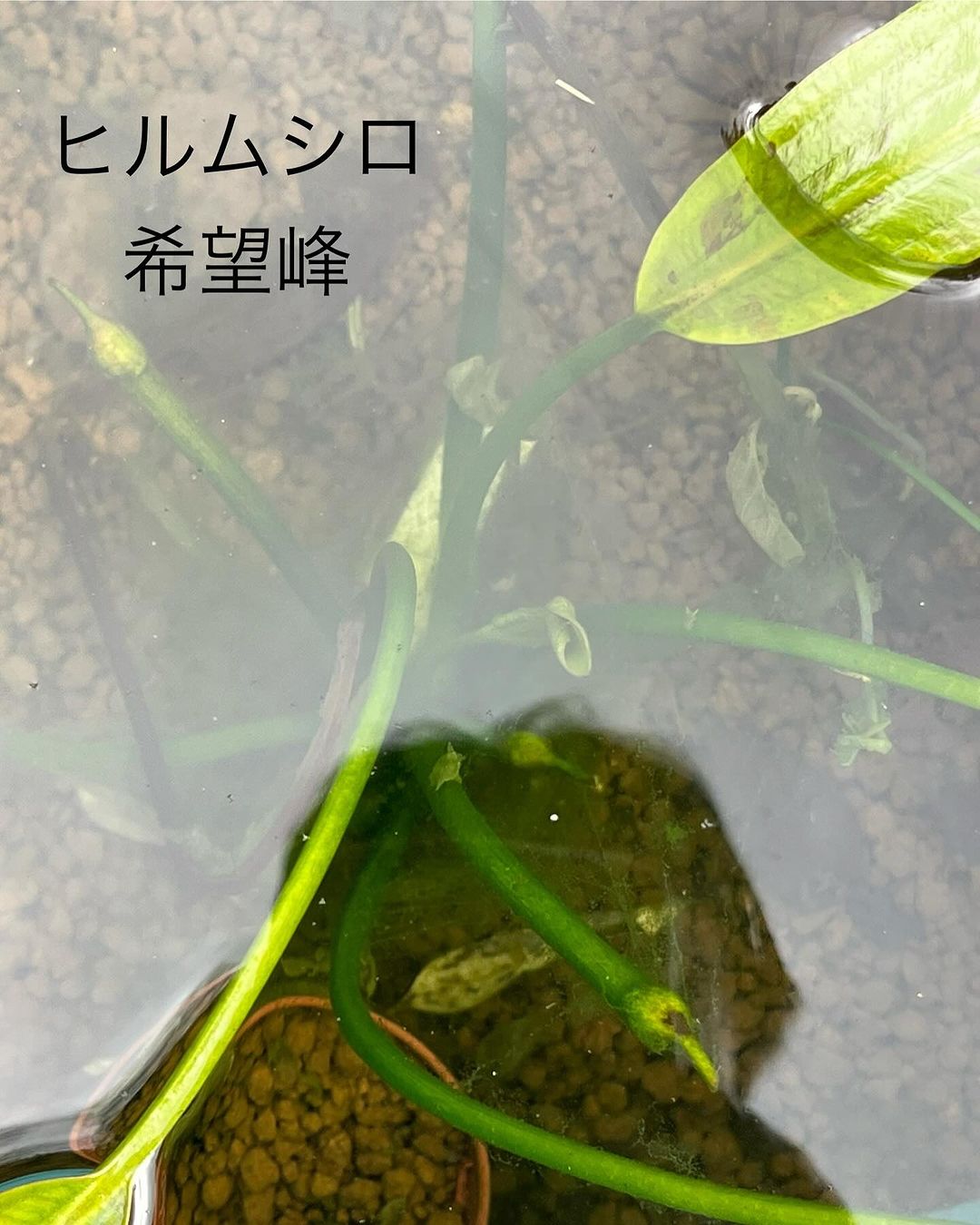 南アフリカ希望峰産のヒルムシロ