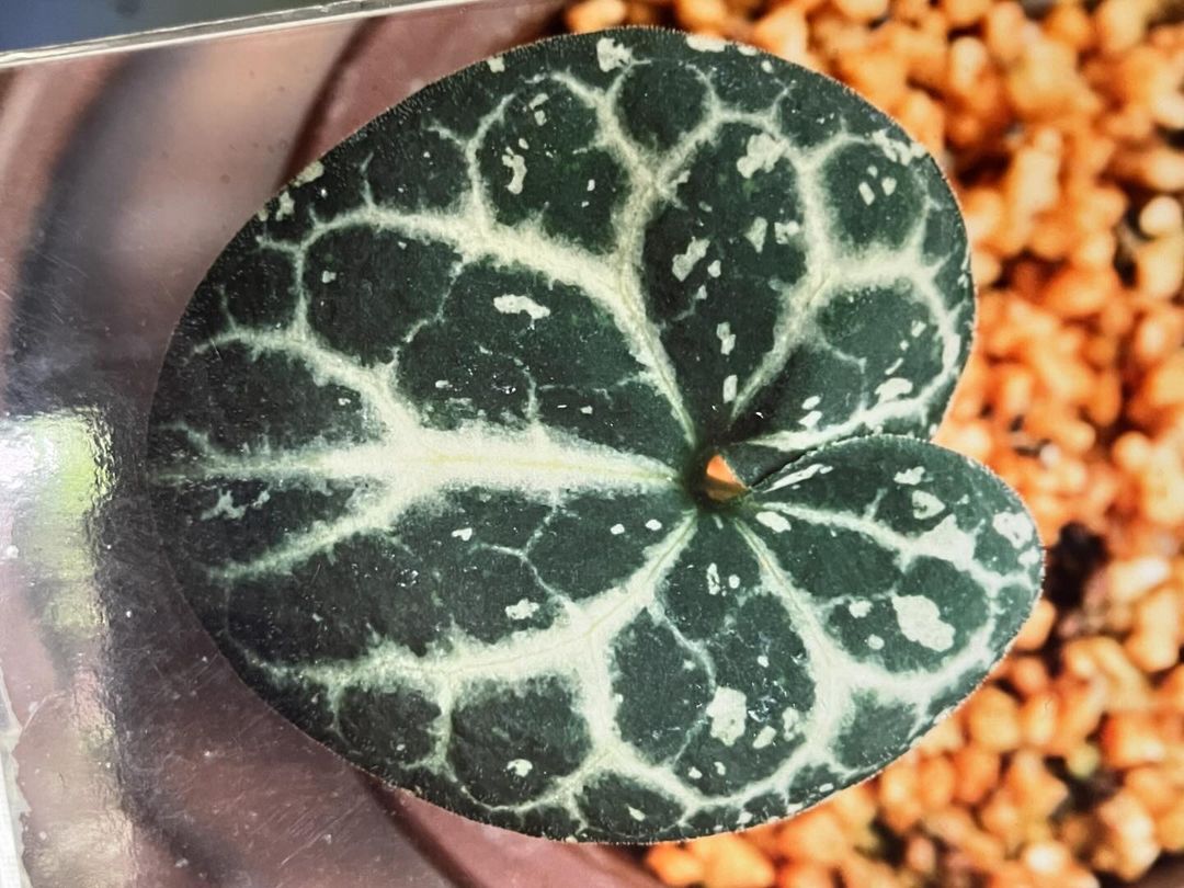 細辛『老の友』