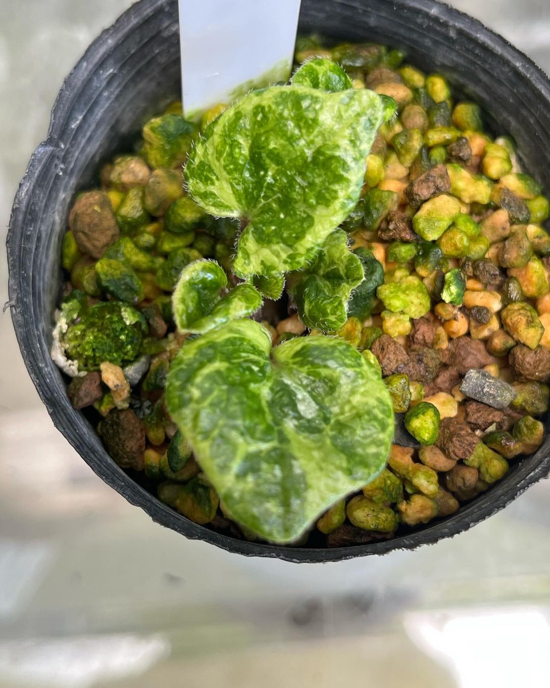 オモロカンアオイ羅紗黄斑