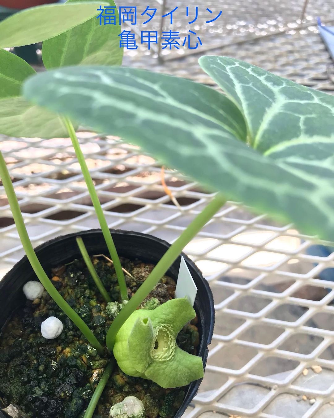 福岡タイリンカンアオイ　亀甲葉　素心花