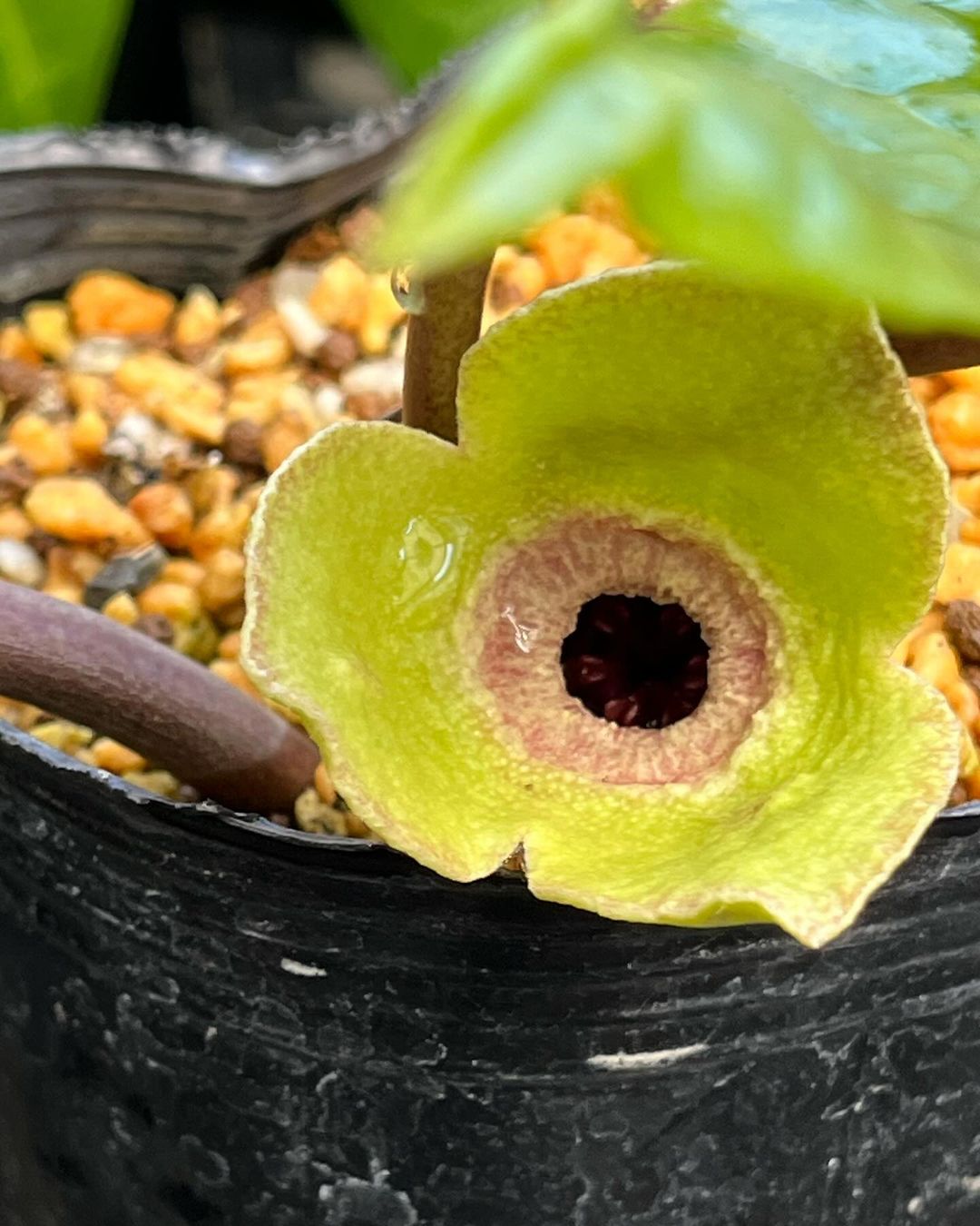 オオフジノカンアオイの泥軸赤芯緑花