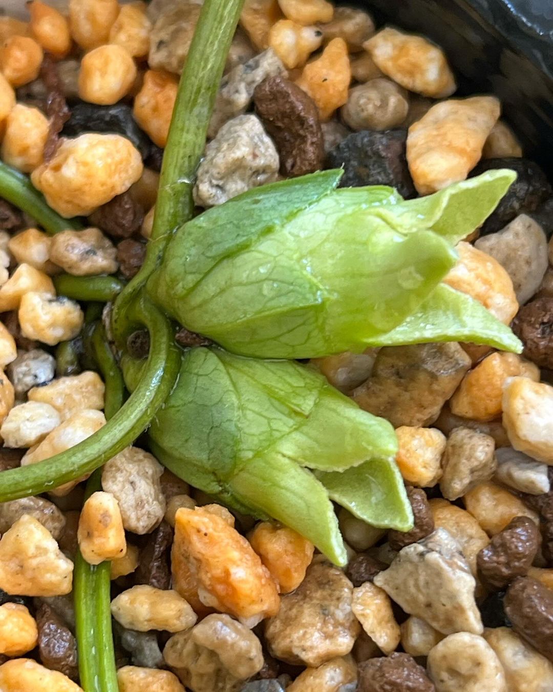 ミキサトカンアオイ　素心花