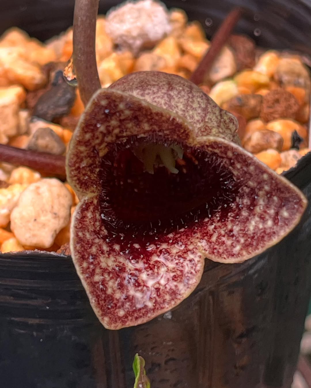 アメリカ産の『シャトルヴォーシー』