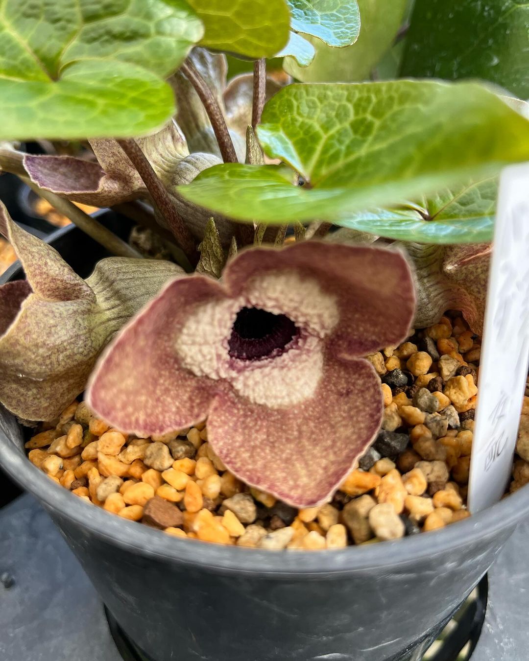 パンダとオオフジノの交配種