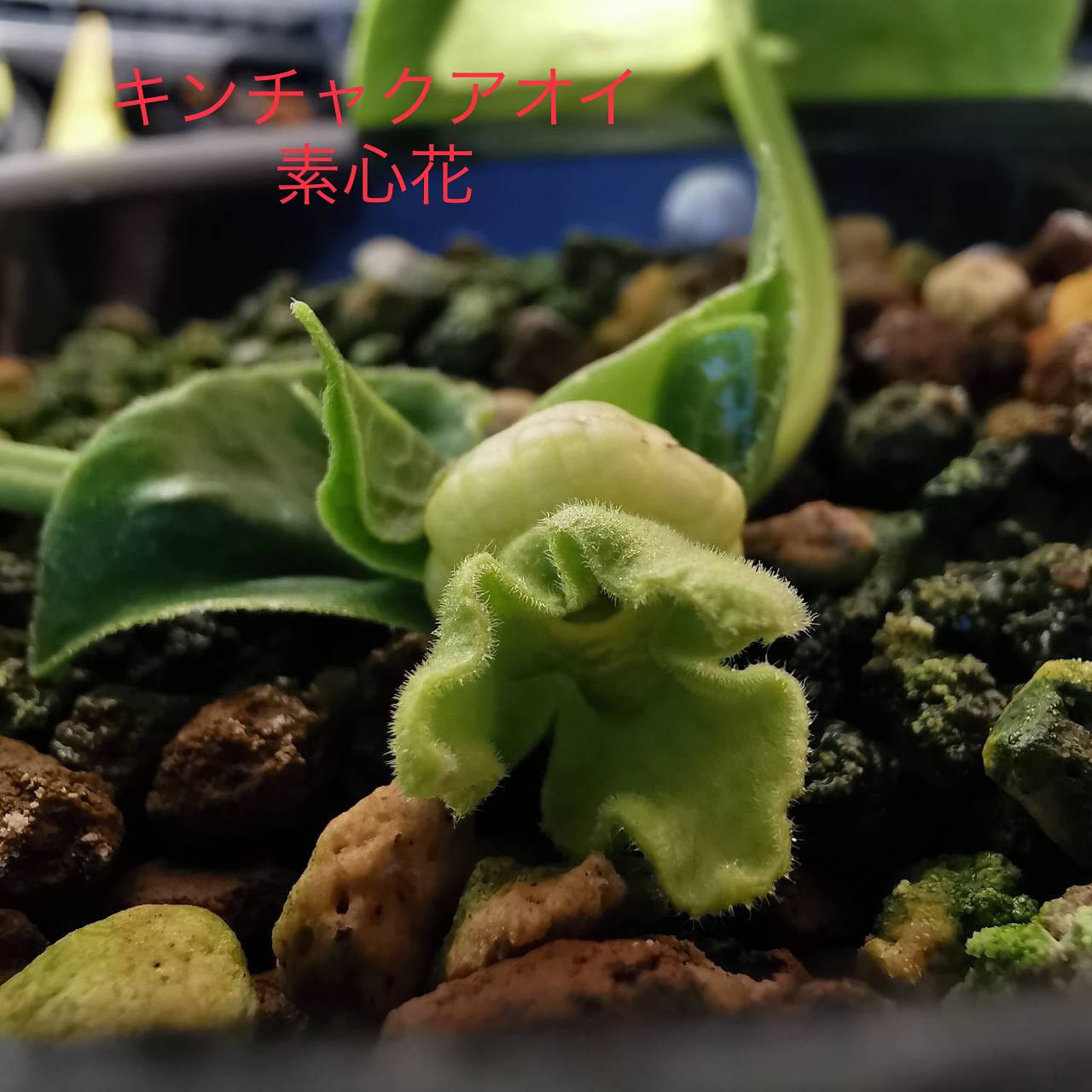 キンチャクカンアオイ　素心花