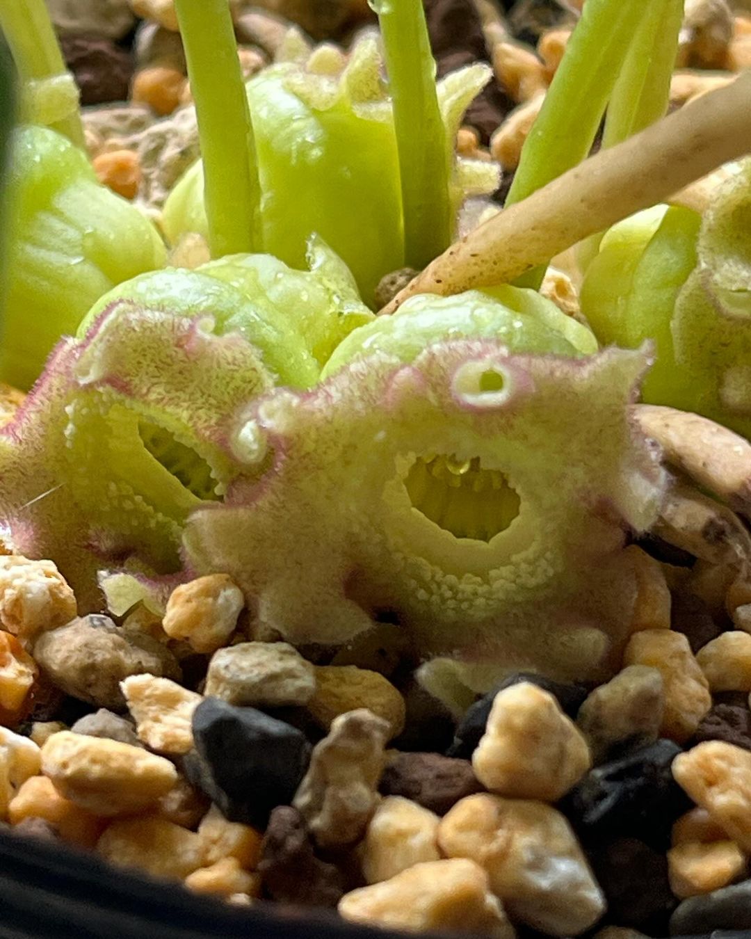 サツマアオイの天の織姫