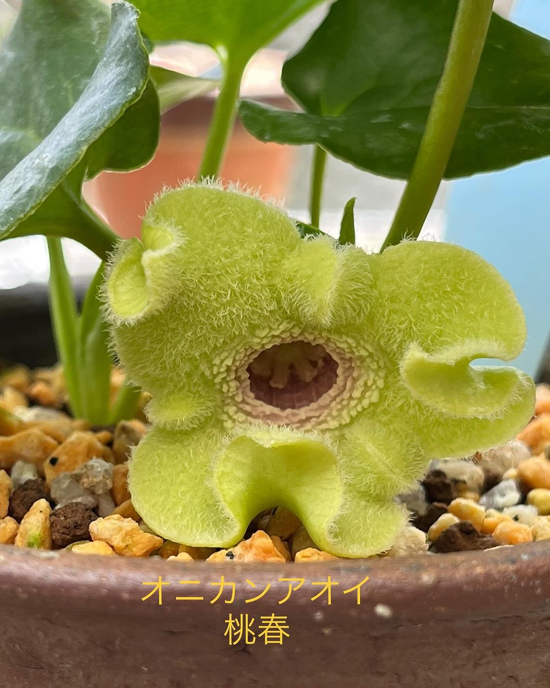オニカンアオイ　桃春
