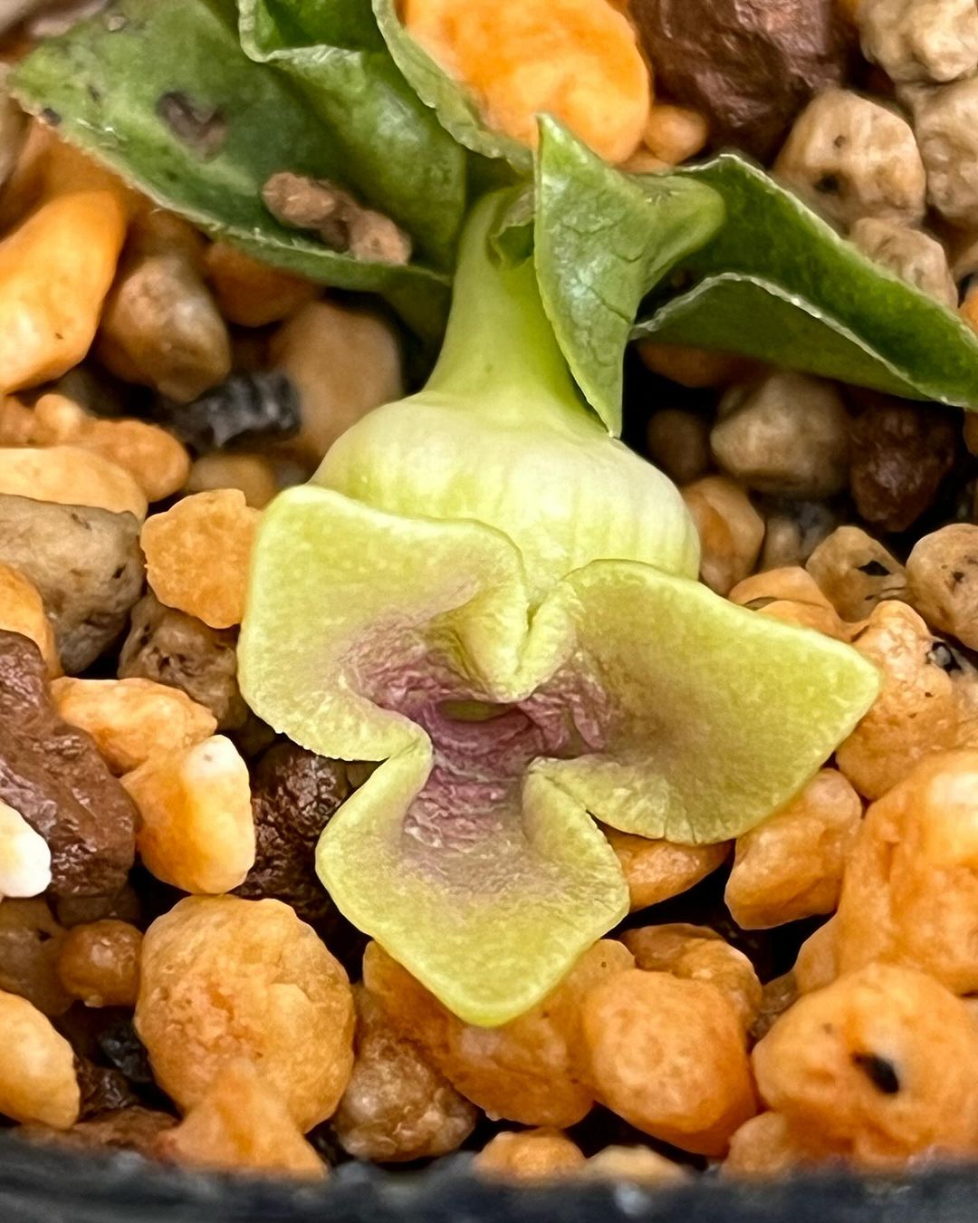 奈良県産のミヤコアオイ