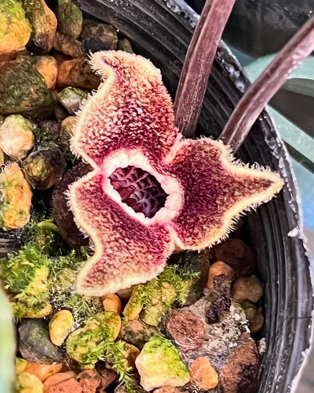 ムラクモカンアオイの基本種