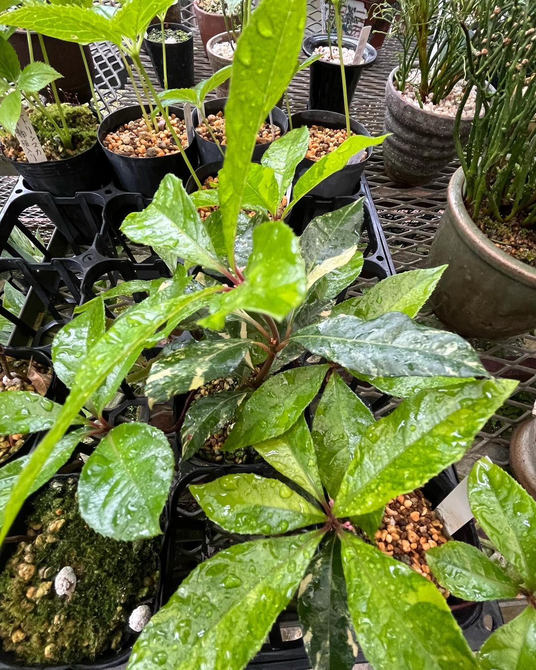 ヤブコウジの美咲錦