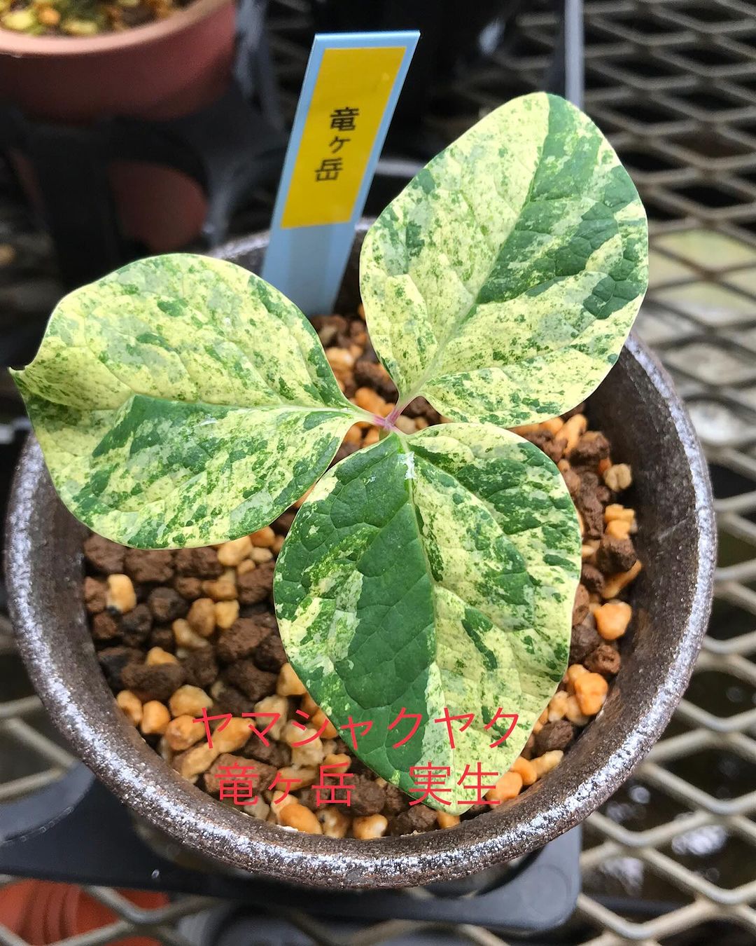 ヤマシャクヤク　竜ケ岳