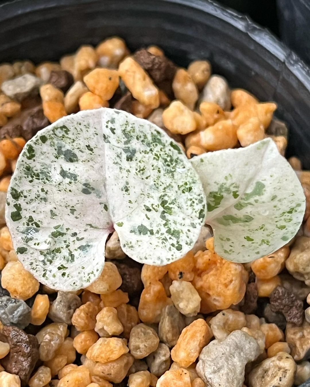 ズソウカンアオイの斑入り