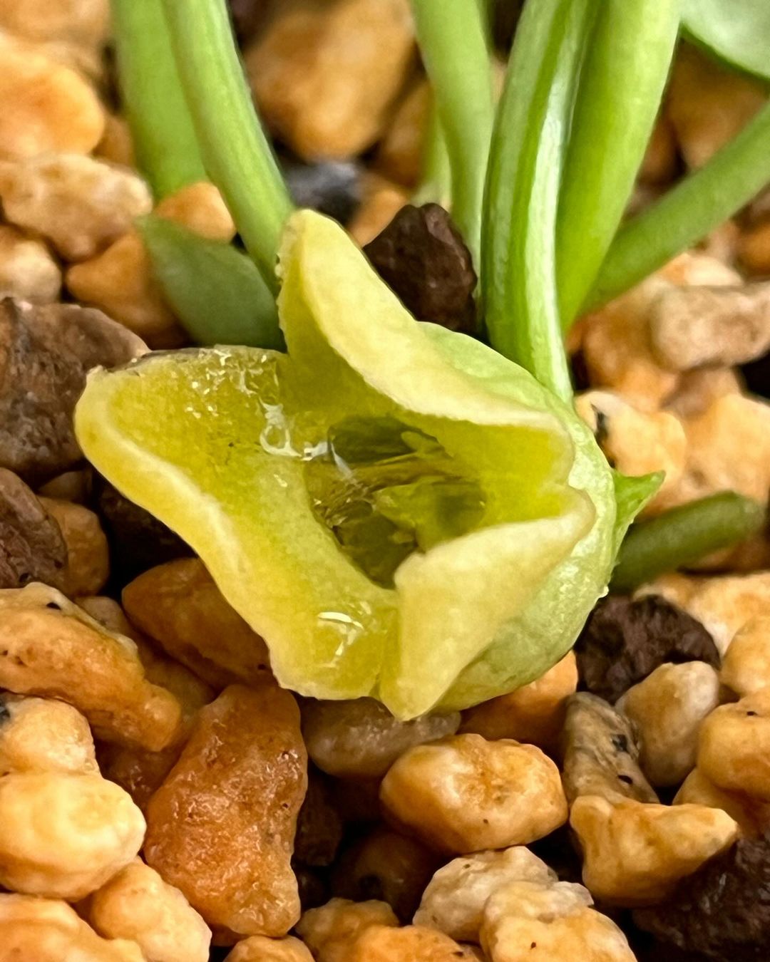 オトメアオイの『富士乙女』