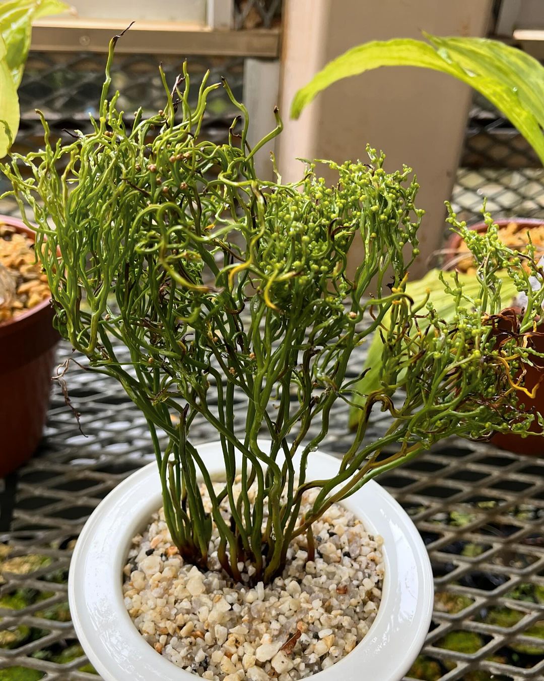 マツバラン　雲龍獅子