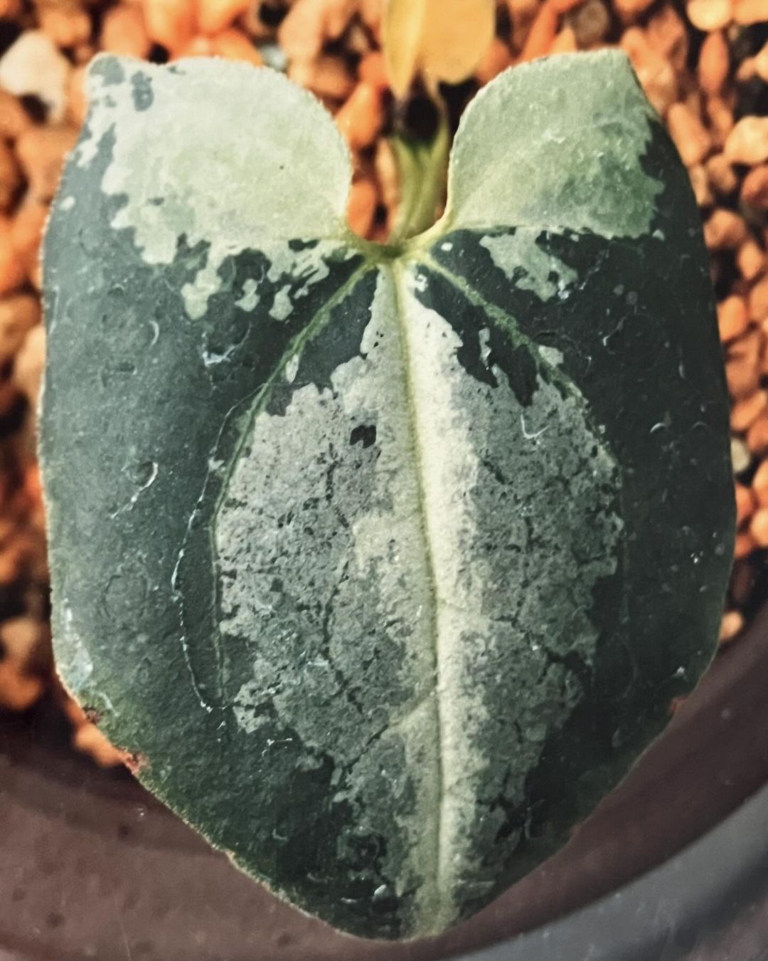 細辛『国王殿』