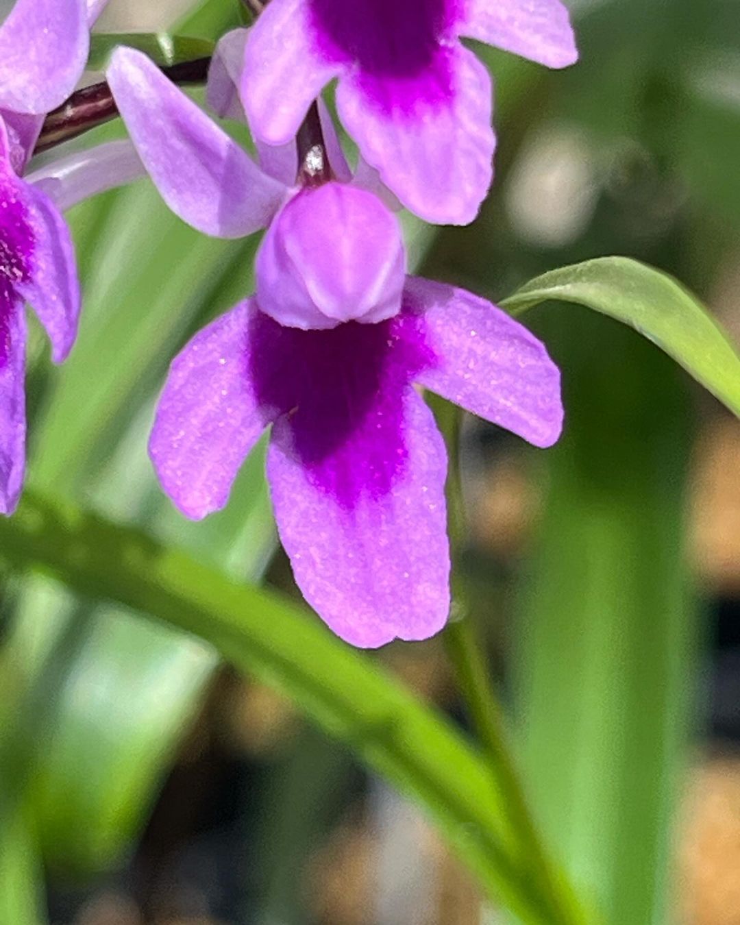 ウチョウラン『紅雫』