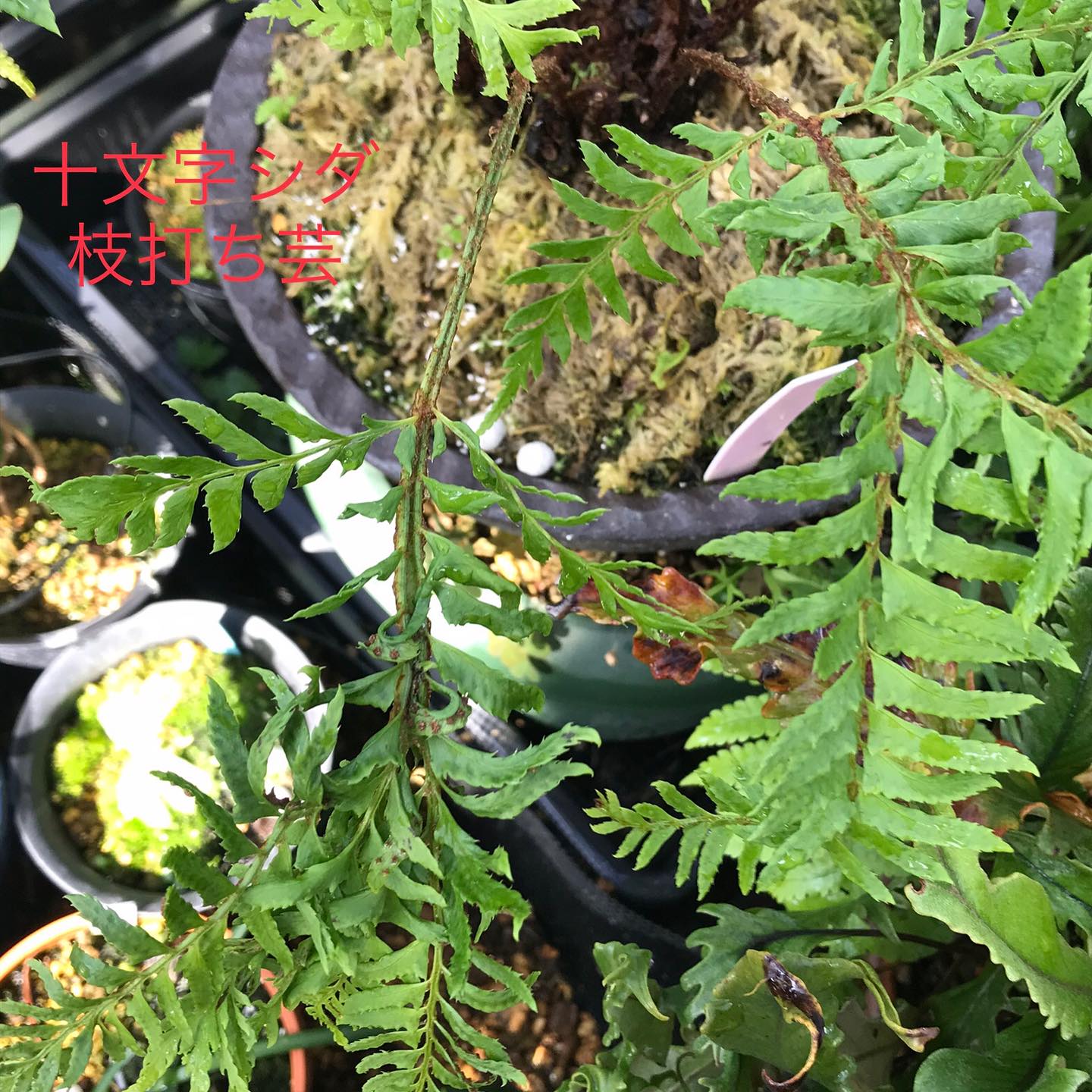 十文字シダ 枝打ち芸