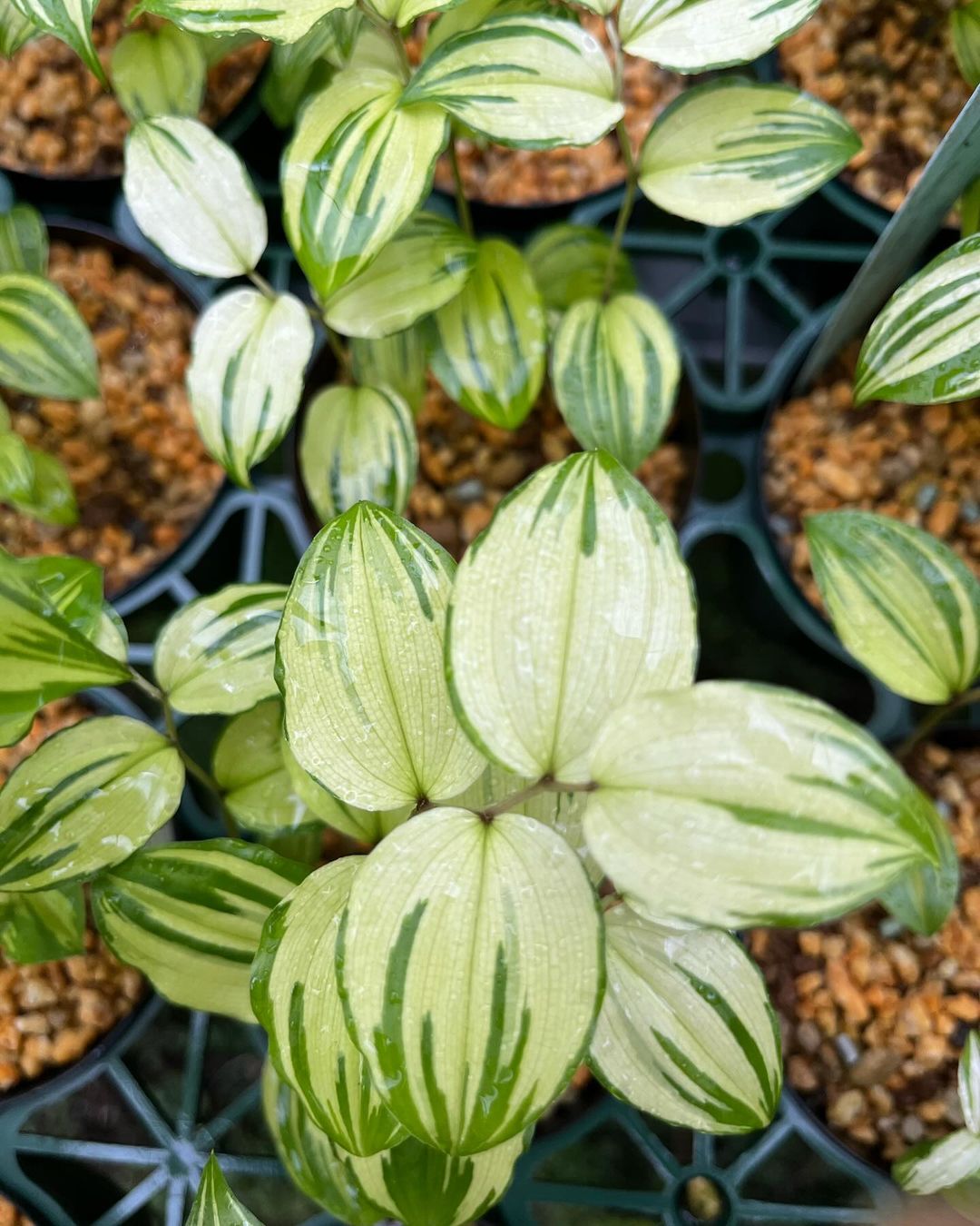 チゴユリ『大雪嶺』