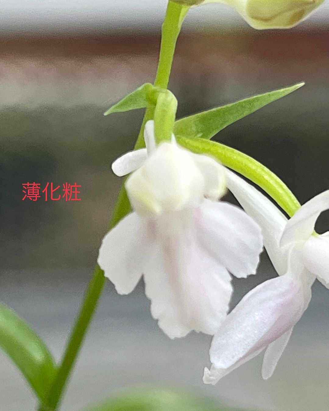 ウチョウラン 薄化粧