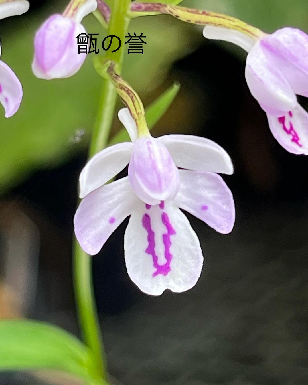 サツマチドリ『甑の宝』