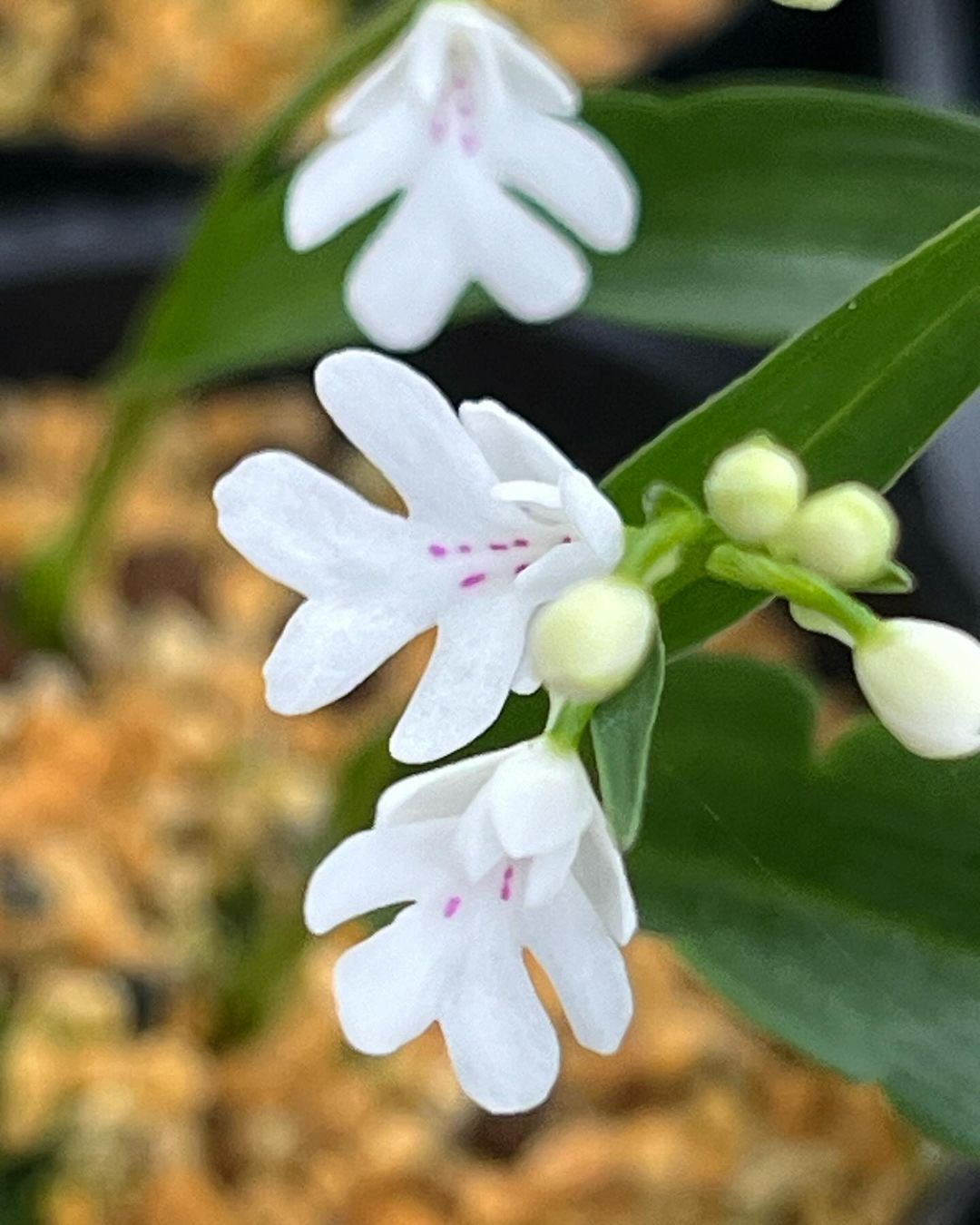 イワチドリの白紫点花（原種）