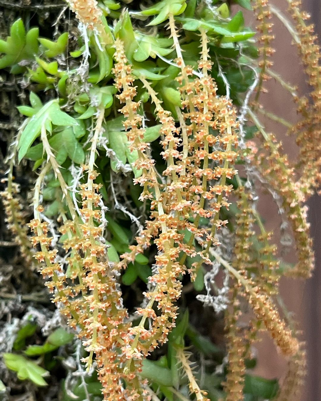 奈良県西吉野町産のヨウラクラン