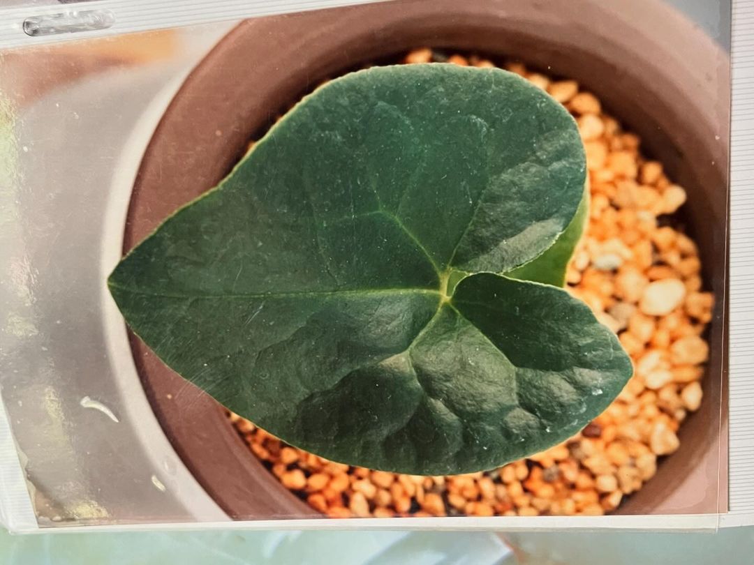 細辛『伊勢摺墨