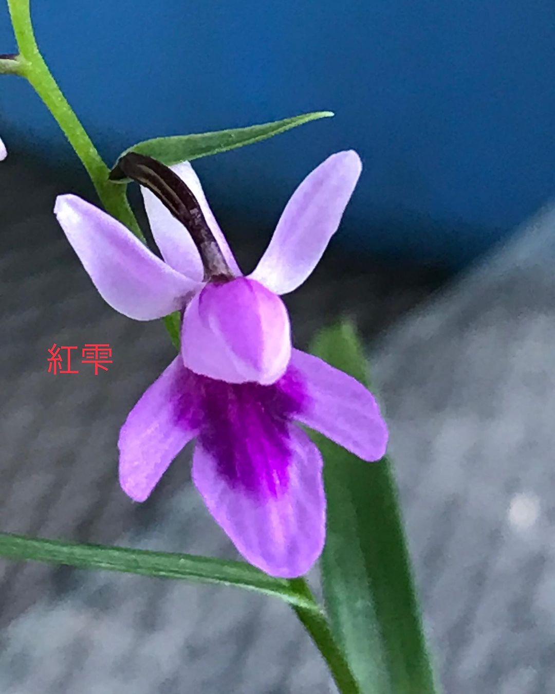 ウチョウラン　紅雫