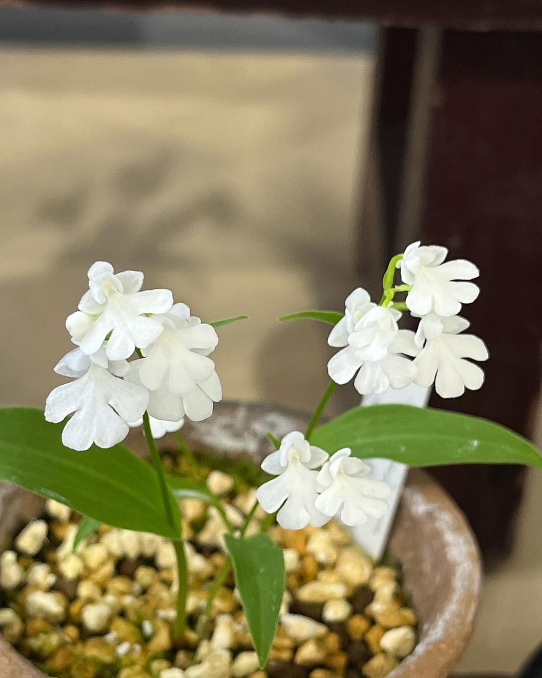 イワチドリ『徐福の夢』