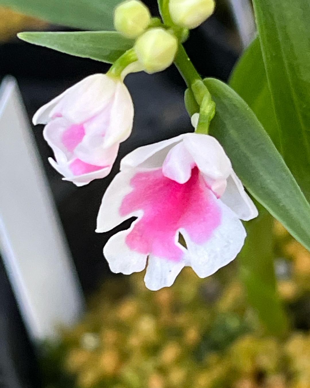 イワチドリの茜空