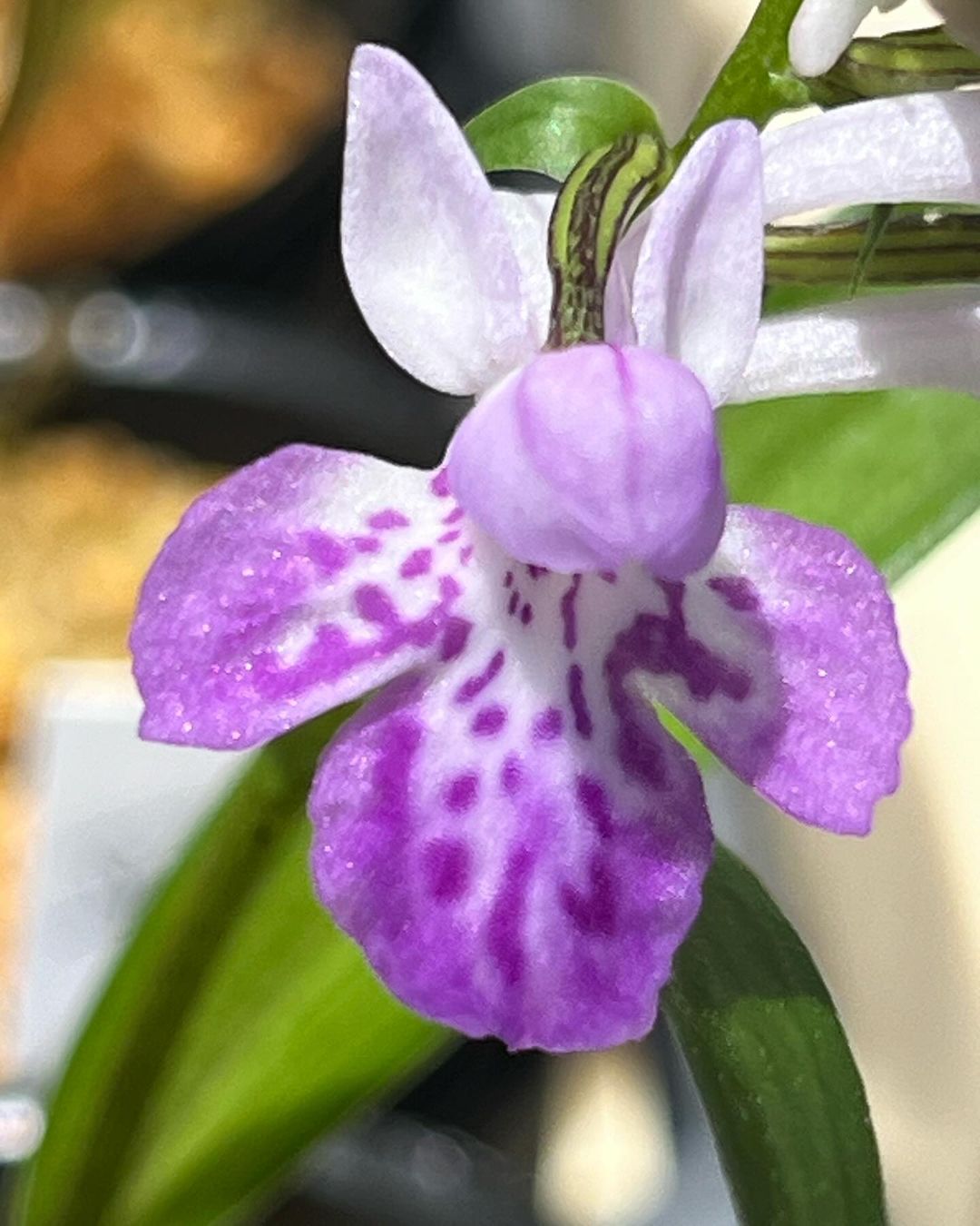 小豆島産のウチョウラン『初晃』