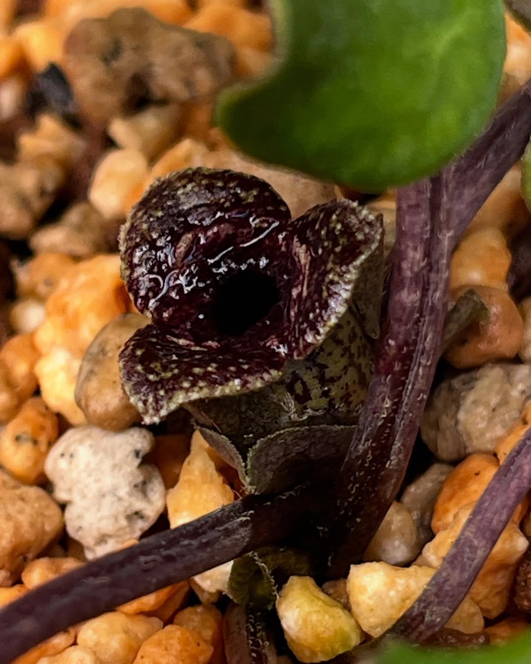 ミヤビカンアオイ