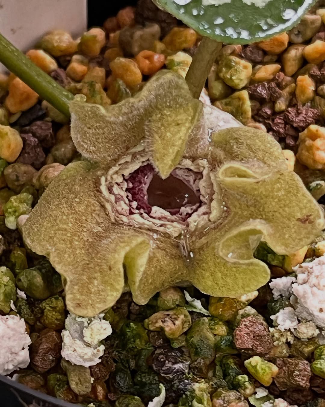 タイリンカンアオイの白花赤芯