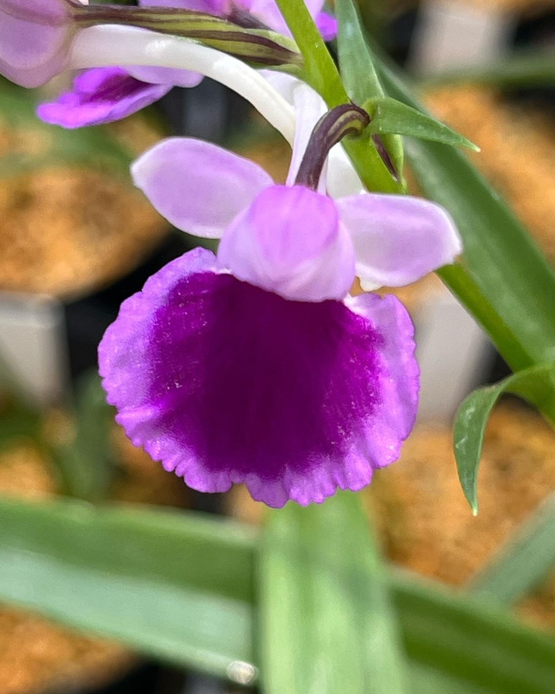 ウチョウラン『日本』