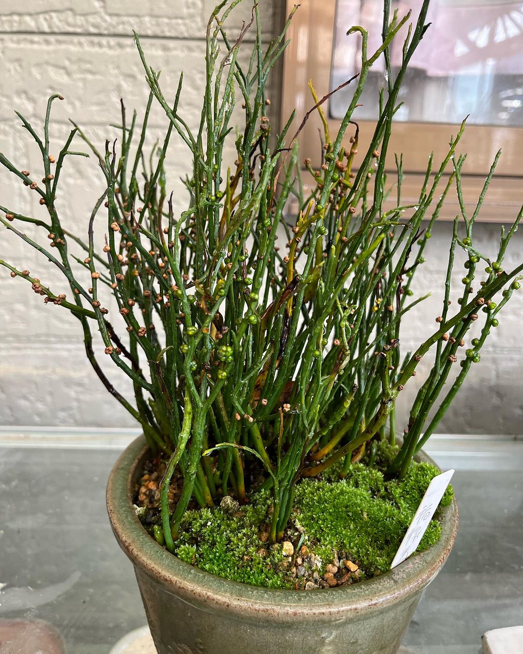 マツバラン　福禄寿