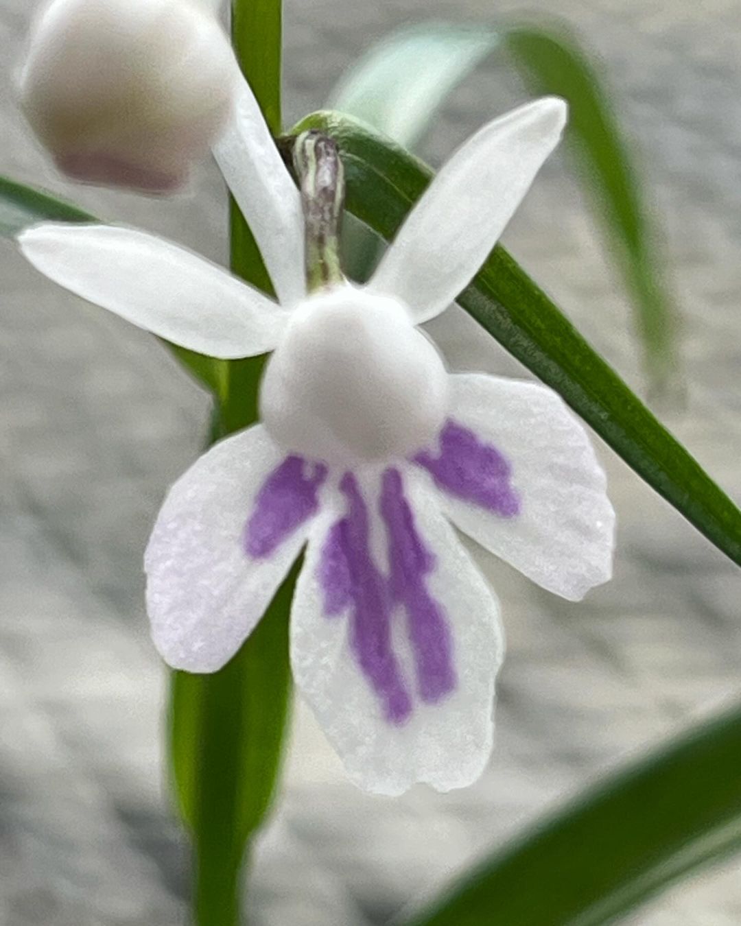 ウチョウラン『残雪』